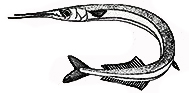 Belone belone(Clave).jpg